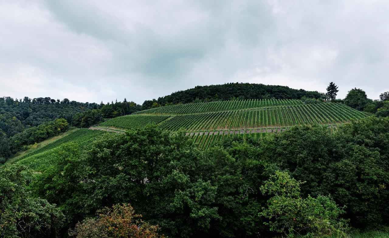 Weingut Hees - Landgasthof Zum Jaeger Aus Kurpfalz Auen 外观 照片